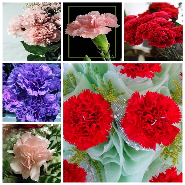 200 Pcs Airpurifying Mosquito Repellent Seeds For Indoor Potting And Beautifying Spaces - 4