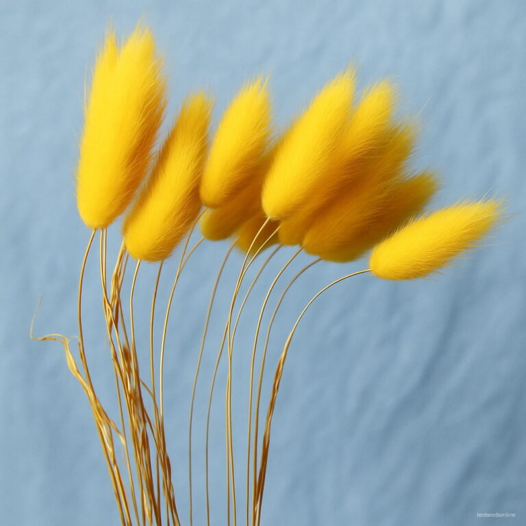 100 Pcs Rabbit Tails Grass Bonsai Plant Ornamental Grasses Home Garden