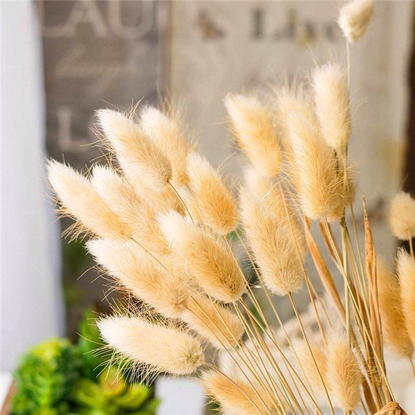 100 Pcs Rabbit Tails Grass Seeds Ornamental Decorative Grass For Indoor Outdoor Landscaping - 4