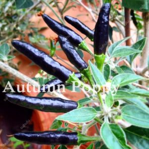 Long Colorful Chili Pepper Bonsai 200 Pcs Giant Spices Plants & Sweet Carolina Reaper Inch Hot Chilli Garden Seeds - 2