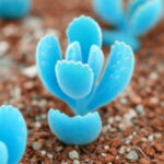 So 100 Pcs Succulent Planter Bonsai Mix Lithops Pseudotruncatella Living Stone Desk Garden Succulent-plants Pot Seeds - 4