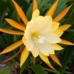 Hardy Plant Cactus Succulents Plants Ball Mixed Colors Of Flower Perennial Bonsai Embellishing Home 300pcs Seeds - 6