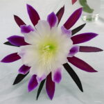 Hardy Plant Cactus Succulents Plants Ball Mixed Colors Of Flower Perennial Bonsai Embellishing Home 300pcs Seeds - 5