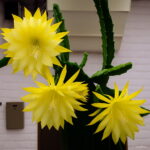 Hardy Plant Cactus Succulents Plants Ball Mixed Colors Of Flower Perennial Bonsai Embellishing Home 300pcs Seeds - 4