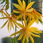 Hardy Plant Cactus Succulents Plants Ball Mixed Colors Of Flower Perennial Bonsai Embellishing Home 300pcs Seeds - 3