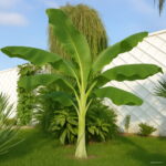 50 Pcs Dwarf Mini Banana Bonsai Tree Tropical Sweet Nutritious Food Fruit Balcony Flower Home Plant Germination Rate 95% & Seeds - 6