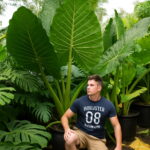 50 Pcs Dwarf Mini Banana Bonsai Tree Tropical Sweet Nutritious Food Fruit Balcony Flower Home Plant Germination Rate 95% & Seeds - 4