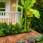 50 Pcs Dwarf Mini Banana Bonsai Tree Tropical Sweet Nutritious Food Fruit Balcony Flower Home Plant Germination Rate 95% & Seeds - 2