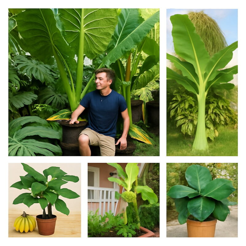 50 Pcs Dwarf Mini Banana Bonsai Tree Tropical Sweet Nutritious Food Fruit Balcony Flower Home Plant Germination Rate 95% & Seeds
