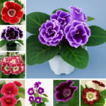 200 Pcs Gloxinia Sinningia Speciosa Indoor Bonsai Plants Mix Colors Perennial Beautiful Flower Diy Home Garden Supplies Seeds 200 Pcs Gloxinia Sinningia Speciosa Indoor Bonsai Plants Mix Colors Perennial Beautiful Flower Diy Home Garden Supplies Seeds