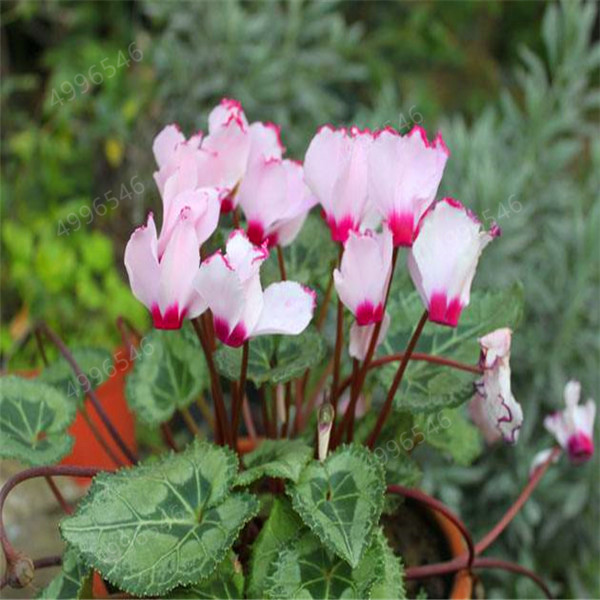 100 Pcs Mixed Cyclamen Seeds For Indoor Potting Perennial Flowering Balcony Beautification Natural Growth - 5