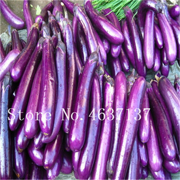 Organic Black Purple Long Eggplant 100 Pcs Seeds Exotic Aubergine Fruit And Vegetable - 4