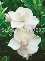 200 Pcs Bonsai Gardenia Flower Outdoor Fragrant Flowers White Cape Jasmine Blooming Flore Home Pot Planters Seeds - 3