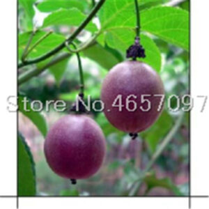 100 Pcs Passion Fruit Bonsai Organic Passiflora Edulis Nutritious Garden To Seeds - 2