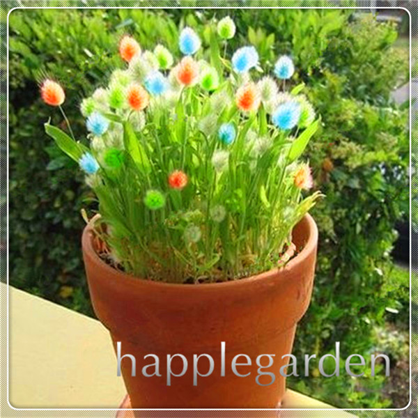 100 Pcs Bunny Rabbit Tails Ornamental Grass Seeds Ideal For Landscaping Balcony Lawn Decoration - 2