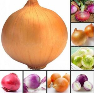 Big 200pcs Fresh Giant Purple Onion Bonsai Vegetable Plant 95% & Germination Home Garden Seeds