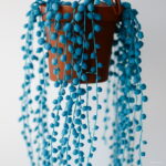 Hot 200 Pcs Blue Pearl Chlorophytum Bonsai Office Desktop Flowers Succulents Anti-radiation Potted Plants Purify The Air Seeds - 6 Hot 200 Pcs Blue Pearl Chlorophytum Bonsai Office Desktop Flowers Succulents Anti-radiation Potted Plants Purify The Air Seeds - 6