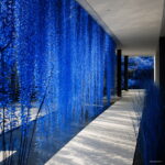 Hot 200 Pcs Blue Pearl Chlorophytum Bonsai Office Desktop Flowers Succulents Anti-radiation Potted Plants Purify The Air Seeds - 3 Hot 200 Pcs Blue Pearl Chlorophytum Bonsai Office Desktop Flowers Succulents Anti-radiation Potted Plants Purify The Air Seeds - 3