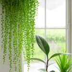 Hot 200 Pcs Blue Pearl Chlorophytum Bonsai Office Desktop Flowers Succulents Anti-radiation Potted Plants Purify The Air Seeds - 2 Hot 200 Pcs Blue Pearl Chlorophytum Bonsai Office Desktop Flowers Succulents Anti-radiation Potted Plants Purify The Air Seeds - 2