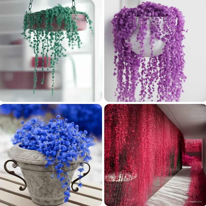 Hot 200 Pcs Blue Pearl Chlorophytum Bonsai Office Desktop Flowers Succulents Anti-radiation Potted Plants Purify The Air Seeds