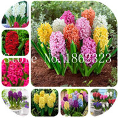 100 Pcs Exotic Pineapple Seeds For Sweet Juicy Fruits And Vegetable Cultivation Ideal For Indooroutdoor Decor - 13