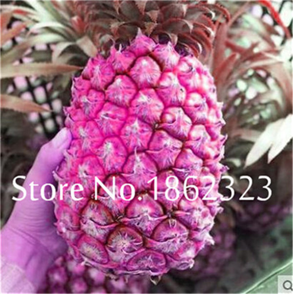 100 Pcs Exotic Pineapple Seeds For Sweet Juicy Fruits And Vegetable Cultivation Ideal For Indooroutdoor Decor - 9