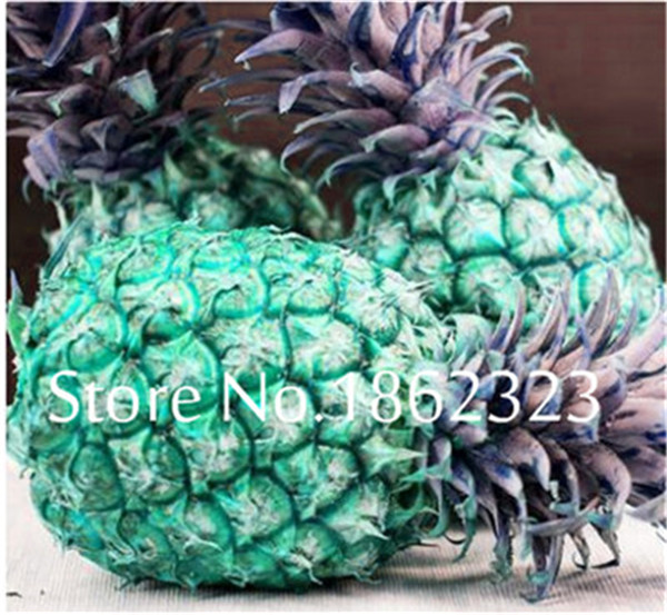 100 Pcs Exotic Pineapple Seeds For Sweet Juicy Fruits And Vegetable Cultivation Ideal For Indooroutdoor Decor - 6