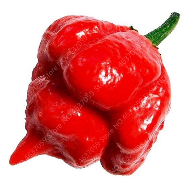 500 Pcs Organic Giant Sweet Pepper Seeds Outdoor Chili Vegetable Cultivation Diy Family Farming Paprika Chile Seedlings - 6