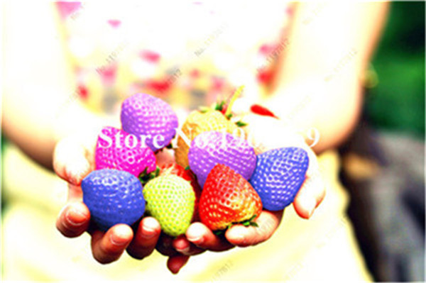 200 Pcs Mixed Color Strawberry Raspberry Seedlings Large Fruit Juicy Berries Tree Flowers - 1