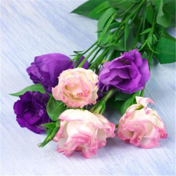 Lisianthus Eustoma Flower Seeds 200 Pcs 95 Germination Rate Mixed Colors Perfect For Indoor And Outdoor Cultivation - 4