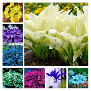 200 Pcs Hosta Plants Perennials Plantain Flower Bonsai Lily White Lace Home Pot Garden Ground Cover Plant Flores Seeds
