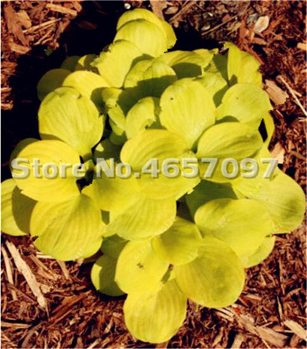 200 Pcs White Lace Lily Perennial Seeds Ground Cover Hosta Plantain Flower For Indooroutdoor Decoration - 1