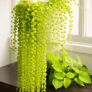 200 Pcs Colorful Pearl Chlorophytum Bonsai Spring Grasses Potted Hanging Succulent Plants Anti Radiation Office Desktop Flower Seeds - 2