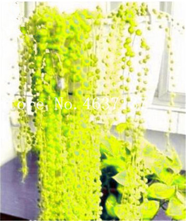 200piece Set Of Pearl Chlorophytum Spring Grasses Vibrant Succulent Seeds For Office Antiradiation Desktop Flowers - 2