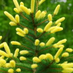 30 Pcs Yellow Spruce Trees Bonsai Blue Plant Picea Pungens Bonsais Evergreen Ornamental Potted Tree Home Garden Seeds - 5