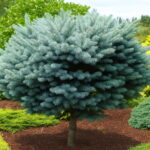 30 Pcs Yellow Spruce Trees Bonsai Blue Plant Picea Pungens Bonsais Evergreen Ornamental Potted Tree Home Garden Seeds - 4