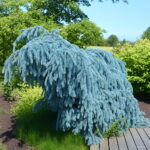 30 Pcs Yellow Spruce Trees Bonsai Blue Plant Picea Pungens Bonsais Evergreen Ornamental Potted Tree Home Garden Seeds - 3