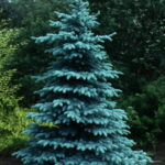 30 Pcs Yellow Spruce Trees Bonsai Blue Plant Picea Pungens Bonsais Evergreen Ornamental Potted Tree Home Garden Seeds - 2