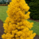30 Pcs Yellow Spruce Trees Bonsai Blue Plant Picea Pungens Bonsais Evergreen Ornamental Potted Tree Home Garden Seeds