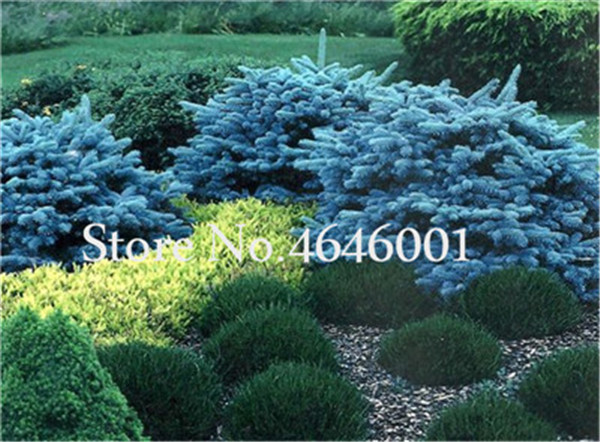 30piece Yellow Spruce Tree Set Picea Pungens Blue Evergreen Decorative Indooroutdoor Seedlings - 6