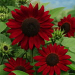 50 Pcs Bonsai Dwarf Sunflower Plants White Mixed Color Indoor Flower Potted Diy Home Garden Planting Seeds - 6