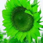 50 Pcs Bonsai Dwarf Sunflower Plants White Mixed Color Indoor Flower Potted Diy Home Garden Planting Seeds - 2