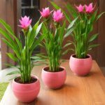 50 Pcs Thailand Blue Curcuma Bonsai Also Called Tulip Flower A Of The Family Garden Plant Seeds - 5 50 Pcs Thailand Blue Curcuma Bonsai Also Called Tulip Flower A Of The Family Garden Plant Seeds - 5