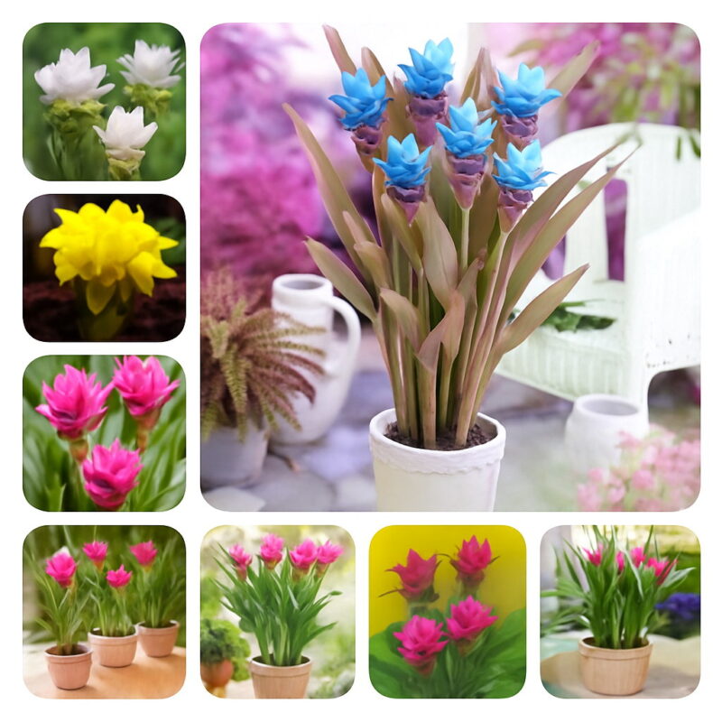 50 Pcs Thailand Blue Curcuma Bonsai Also Called Tulip Flower A Of The Family Garden Plant Seeds