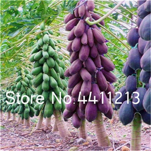 50pack Giant Fresh Papaya Seeds Natural Organic Fruit Tree Perennial Spring Farming Essentials - 4