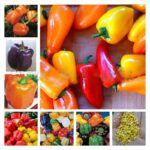 200 Pcs Gaint Hot Chili Bonsai Carolina Reaper Organic Vegetable Rainbow Bell Ghost Pepper Home Garden To Seeds