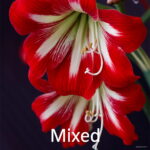 100 Pcs Amaryllis Bonsai Chinese Flower Plant Barbados Lily Potted Plants Balcony Home Garden Planting Seeds - 5