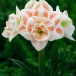 100 Pcs Amaryllis Bonsai Chinese Flower Plant Barbados Lily Potted Plants Balcony Home Garden Planting Seeds - 3