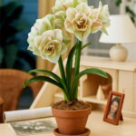 100 Pcs Amaryllis Bonsai Chinese Flower Plant Barbados Lily Potted Plants Balcony Home Garden Planting Seeds - 2