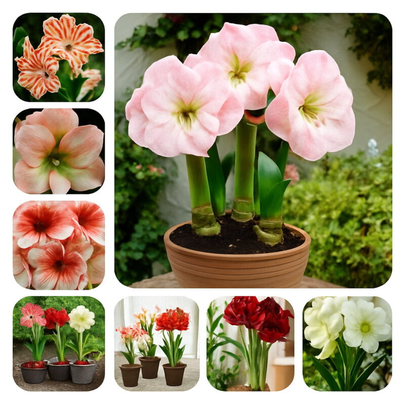 100 Pcs Amaryllis Bonsai Chinese Flower Plant Barbados Lily Potted Plants Balcony Home Garden Planting Seeds